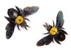 Lot de 20 abeilles charpentières jaunes, spécimen A1/A1 -, Antiek en Kunst