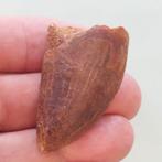 Dinosaurus - Fossiele tand - Carcharodontosaurus sp. - 50 mm