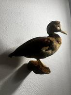 Eend Taxidermie volledige montage - Anatinae - 22 cm - 7 cm, Nieuw