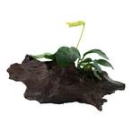 Anubias barteri var. nana op hout, Dieren en Toebehoren, Nieuw, Verzenden