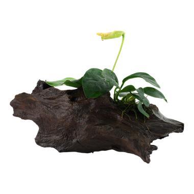 Anubias barteri var. nana op hout, Dieren en Toebehoren, Vissen | Aquaria en Toebehoren, Nieuw, Verzenden