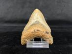 Megalodon - Fossiele tand - Otodus megalodon - 9.4 cm - 6.5, Verzamelen, Mineralen en Fossielen