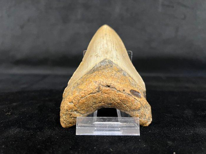 Megalodon - Fossiele tand - Otodus megalodon - 9.4 cm - 6.5, Verzamelen, Mineralen en Fossielen