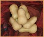 Butternut Hawk F1 flespompoen 1000 zaden, Nieuw