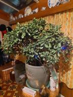 Azalea bonsai (Rhododendron) - Hoogte (boom): 4 ft - Diepte