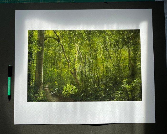 Andre Lichtenberg - Imagined Forest, Antiquités & Art, Art | Objets design