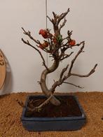 Malus domestica - Hoogte (boom): 38 cm - Diepte (boom): 29
