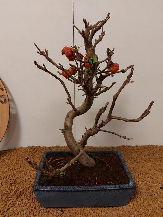 Malus domestica - Hoogte (boom): 38 cm - Diepte (boom): 29, Antiek en Kunst, Curiosa en Brocante