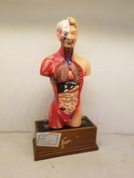 Anatomisch model- Hars, Hout - 1960-1970