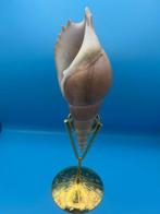 Gastropode Zeeschelp - Tibia curta (Zonder minimumprijs)