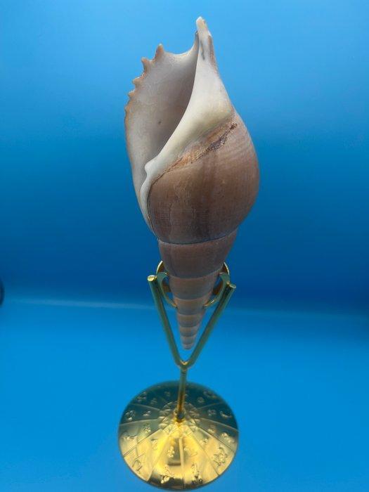 Gastropode Zeeschelp - Tibia curta (Zonder minimumprijs), Antiek en Kunst, Curiosa en Brocante