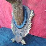 Melanisch hert - Taxidermie wandmontage - Capreolus, Nieuw