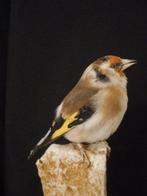 chardonneret sibérien Support de corps entier pour, Collections, Collections Animaux