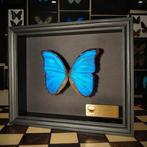 Papillon Support de corps entier pour taxidermie - Premium
