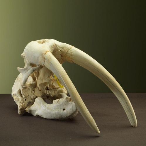 Walrus Schedel Taxidermie Opgezette Dieren By Max, Verzamelen, Dierenverzamelingen, Opgezet dier, Nieuw, Wild dier, Ophalen of Verzenden