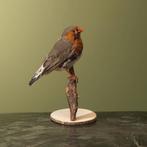 Zebravink Taxidermie Opgezette Dieren By Max, Ophalen of Verzenden, Nieuw, Vogel, Opgezet dier