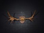 Canadian Elk/Moose Schedel - Alces alces - 50 cm - 50 cm -