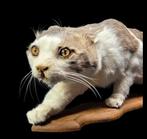 Heel mooi gekunstelde opgezette kat van een huiskat, Verzamelen, Dierenverzamelingen, Nieuw