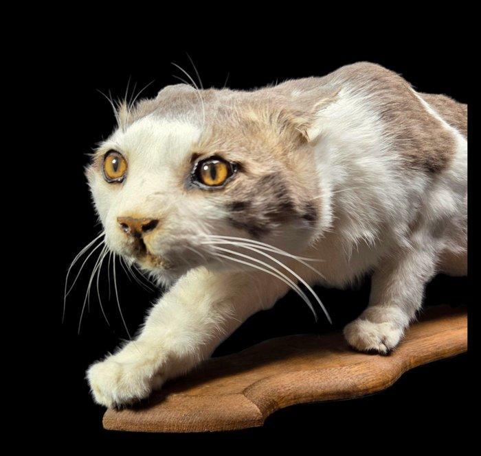 Heel mooi gekunstelde opgezette kat van een huiskat, Verzamelen, Dierenverzamelingen