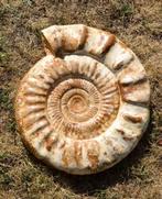 Ammoniet - Gefossiliseerde schelp - Prososphinctes sp., Verzamelen