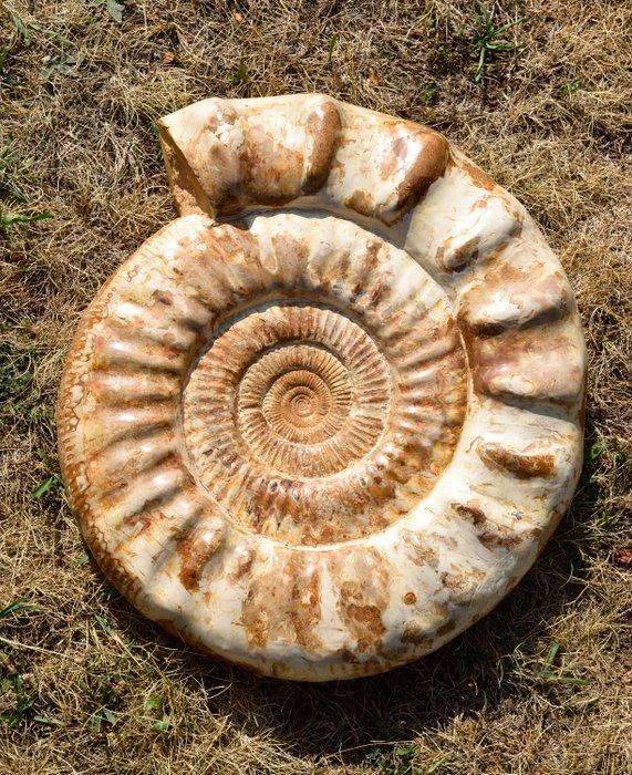 Ammoniet - Gefossiliseerde schelp - Prososphinctes sp., Verzamelen, Mineralen en Fossielen