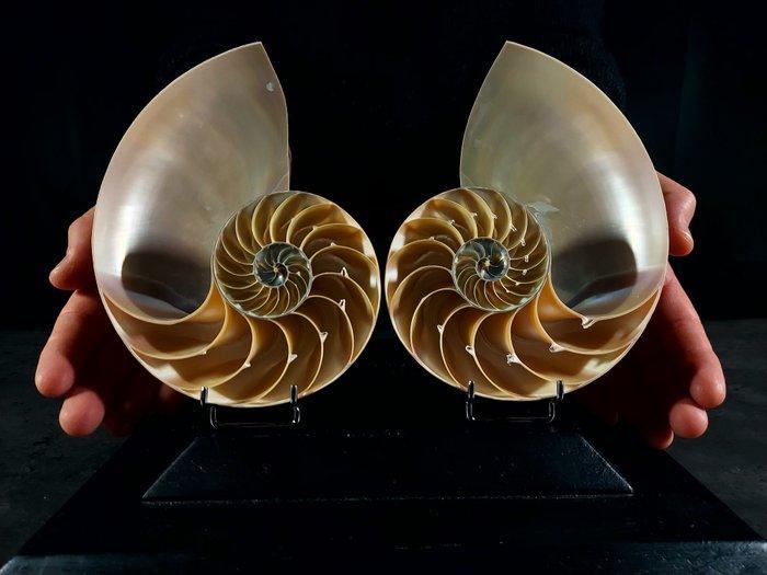 Nautilus en section Support de corps entier pour taxidermie, Antiek en Kunst, Curiosa en Brocante