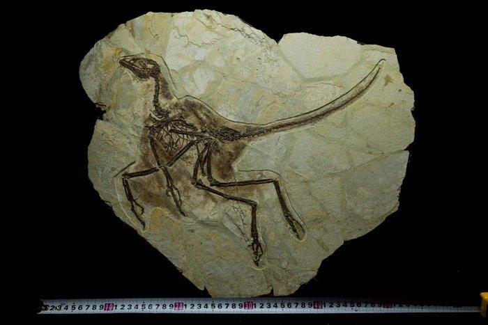 Fossiele matrix - Anchiornis - 50 cm - 45 cm, Verzamelen, Mineralen en Fossielen