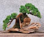 Jeneverbes bonsai (Juniperus) - Hoogte (boom): 30 cm -