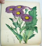 Joseph Dalton Hooker - Curtiss Botanical Magazine;