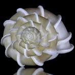 Verzamelingsschelpen uit Japan Zeeschelp - Epitonium Scalare, Verzamelen, Mineralen en Fossielen