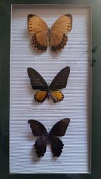 Papillon Support de corps entier pour taxidermie -, Nieuw