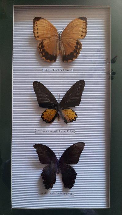 Papillon Support de corps entier pour taxidermie -, Verzamelen, Dierenverzamelingen