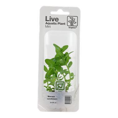 Tropica Bacopa caroliniana (easy), Dieren en Toebehoren, Vissen | Aquaria en Toebehoren, Nieuw, Verzenden