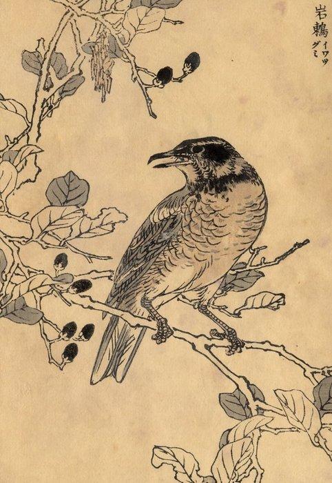 Vogels - Bairei hyakuch gafu - 1880 - Papier - Kono Bairei, Antiek en Kunst, Antiek | Overige Antiek