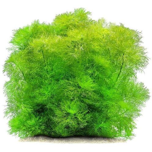 Tropica Limnophila aquatica  - Giant Ambulia, Dieren en Toebehoren, Vissen | Aquaria en Toebehoren, Nieuw, Verzenden