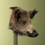 Wild Zwijn Klein Taxidermie Opgezette Dieren By Max, Ophalen of Verzenden, Nieuw, Wild dier, Opgezet dier