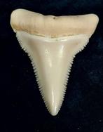 Witte haai Taxidermie volledige montage - Carcharodon, Nieuw