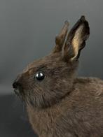 Konijn Taxidermie volledige montage - Oryctolagus cuniculus, Verzamelen, Dierenverzamelingen, Nieuw