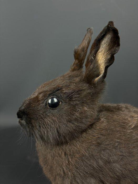 Konijn Taxidermie volledige montage - Oryctolagus cuniculus, Verzamelen, Dierenverzamelingen