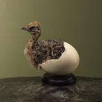 Struisvogel in Ei Taxidermie Opgezette Dieren By Max, Ophalen of Verzenden, Nieuw, Vogel, Opgezet dier