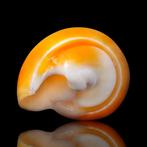 Eburna Lienardii fel oranje schelp - Hoogte: 30 mm -