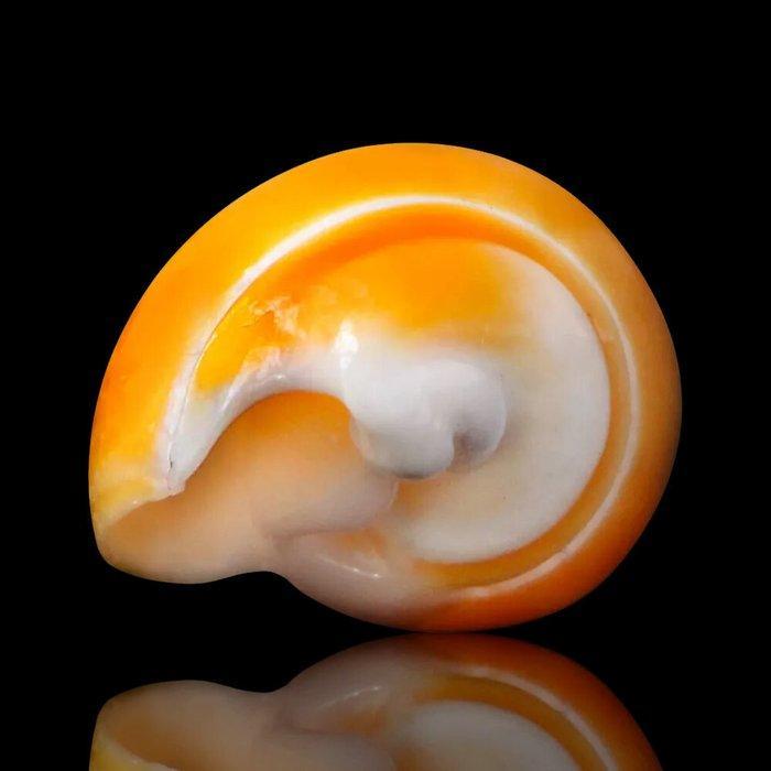 Eburna Lienardii fel oranje schelp - Hoogte: 30 mm -, Antiek en Kunst, Curiosa en Brocante