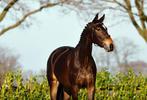 Uw paard verkopen?, Ruiter of Bijrijder