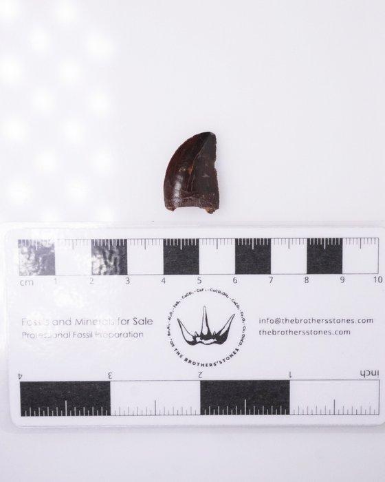 Dinosaurus - Fossiele tand - Carcharodontosaurus sp. - 2.2, Verzamelen, Mineralen en Fossielen