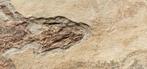 Verbazingwekkend ongerept - Gefossiliseerd dier -