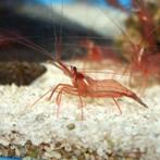 Lysmata wurdemanni (pepermuntgarnaal) S (Circa 2-3 cm)