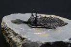 Doornige trilobiet - Gefossiliseerd dier - Walliserops