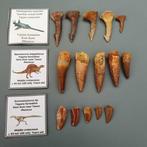 Dinosaurus - Fossiele tanden - Spinosaur, Dromaeosaurus &