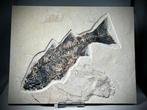 Museum Enorme zoetwatervis - Monsterspecimen - Fossiel, Verzamelen