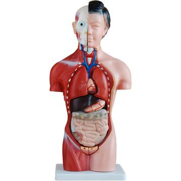 Anatomisch model vrouwelijk torso 42 cm ST-ATM 53, Verzenden